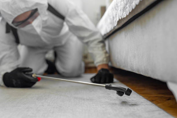 Professional Ant Control technician working in Bellerose Terrace, NY